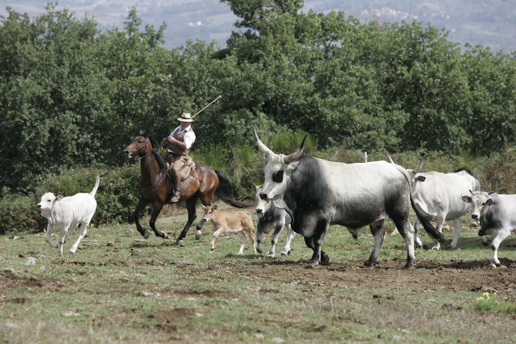 Agriturismo La Forra Cavriglia Eksteriør billede